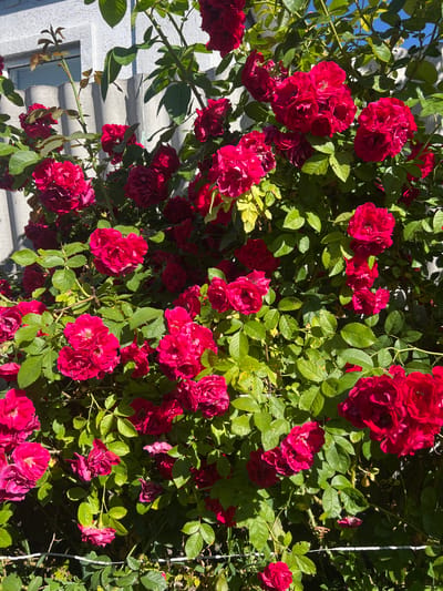 A close-up, eye-level, outdoor shot showcases a dense bush of bright red roses in bloom. The roses are clustered together on thorny stems with vibrant green leaves. The background reveals a white building with a ribbed, light gray fence. The scene appears to be a garden or yard in Berestyn, Ukraine, bathed in bright sunlight, casting shadows on the foliage and fence. No people or animals are visible in the image.