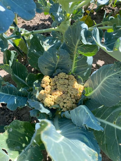 The image shows a close-up of a cauliflower plant growing in soil outdoors. The cauliflower head is a light yellow-orange color and is surrounded by large, green leaves. Some of the leaves have holes in them. The soil is brown and appears dry. The scene is lit by natural sunlight, casting shadows on the plant and soil. There are no people or animals visible in the image. The image is taken from a high angle, looking down on the plant. There is no identifiable information in the image that would place it in Courpière, France.