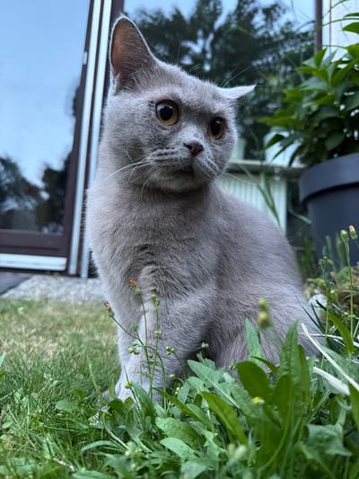 A medium shot photograph captures a grey British Shorthair cat sitting in a garden. The cat is positioned in the lower right portion of the frame, looking slightly to its right with its ears perked. Its fur is a uniform shade of grey, and its eyes are a striking amber color. The cat is surrounded by lush green grass and various weeds, some with small buds. In the background, a building with large windows and a dark-colored planter are visible. The lighting suggests it is either early morning or late afternoon. The image appears to be taken outdoors, likely in a residential garden setting. There is no indication of the specific location within Creußen, Germany.