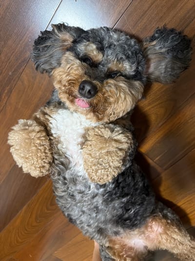 A small, fluffy dog with black, brown, and white fur is lying on its back on a wooden floor. The dog's paws are in the air, and its tongue is sticking out. The dog's eyes are partially closed, and it appears to be relaxed. The wooden floor is made of planks with a visible grain pattern. The lighting in the image is warm and natural, suggesting an indoor setting. No specific location in Pinecrest, United States of America, can be identified from the image.