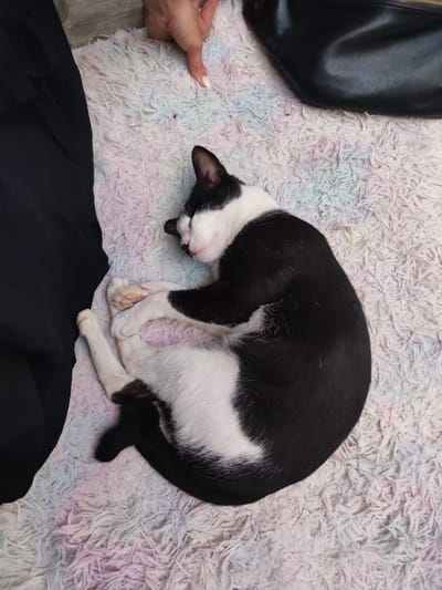 A black and white cat is curled up asleep on a multi-colored rug. A small portion of a black garment is visible on the left side of the frame. A hand with white nail polish is partially visible at the top of the frame, near a black bag. The location is not evident from the image.