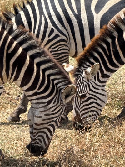 Three zebras are depicted in a dry, grassy environment, located in Mti Mmoja, Tanzania. Two zebras occupy the foreground, their heads lowered and positioned closely to each other as they graze on sparse, yellowish-brown grass. Both animals exhibit characteristic black and white striped coats. The zebra on the right shows a prominent dark brown mane and visible ears. A third zebra is partially visible in the upper background, displaying its striped back. The ground consists of parched grass and exposed light-colored soil under bright illumination.