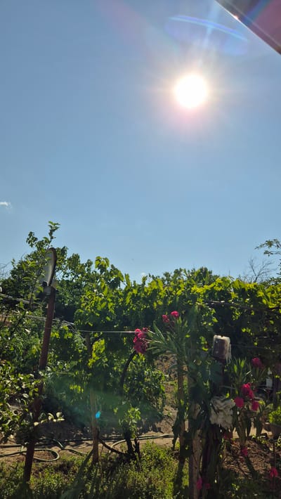 The image depicts a sun-drenched outdoor scene, likely in Butovo, Bulgaria. The sky is a bright, clear blue with a prominent sun shining brightly, casting lens flares and a halo effect across the upper portion of the frame. Below the sky, lush green foliage dominates the midground and background. This appears to be a garden or vineyard setting, with grapevines laden with green grapes visible behind a row of leafy branches. In the foreground, there are several wooden posts supporting the trellised vines. A bright pink oleander bush with multiple blooms is positioned centrally, leaning against one of the posts. To the left, a metal pole with a round, reflective object, possibly a lamp or a sign, stands among the greenery. A green garden hose is coiled on the ground near the base of the posts. The overall impression is one of a rural or suburban landscape bathed in strong sunlight. There are no people visible in the image.
