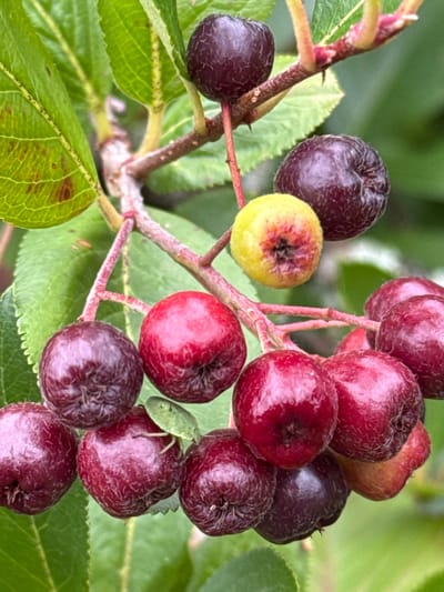 A close-up, vertical, eye-level shot captures a cluster of chokecherries on a branch with green leaves in the background. The berries are varied in color, ranging from deep purple and red to a single yellowish-green one. Some berries are plump, while others appear slightly shriveled. The branch is reddish-brown with small nodes, and the leaves are serrated with visible veins. A small green insect is visible on one of the berries. The overall impression is of ripe fruit on a bush. The location is Андрианково-1 Снт, Russia.