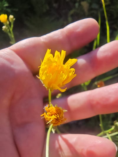 The image shows a close-up of a person's hand holding two yellow wildflowers. One flower, a bright yellow dandelion-like bloom, is held by the fingers. Below it, a smaller, more withered yellow flower is also visible. The background is blurred green foliage and grass, suggesting an outdoor environment. The image appears to be taken in Hofgeismar, Germany, where such wildflowers are common in meadows and fields.