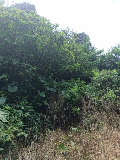 Lush green vegetation covers a hillside. A dense thicket of trees and shrubs occupies the upper portion. Below, a mix of green foliage and dry, brown grasses carpets the ground. Tall, thin stalks intertwine amongst the undergrowth, creating a textured effect. The composition is predominantly green, with patches of brown and a glimpse of overcast sky above. The scene depicts a natural, overgrown landscape.