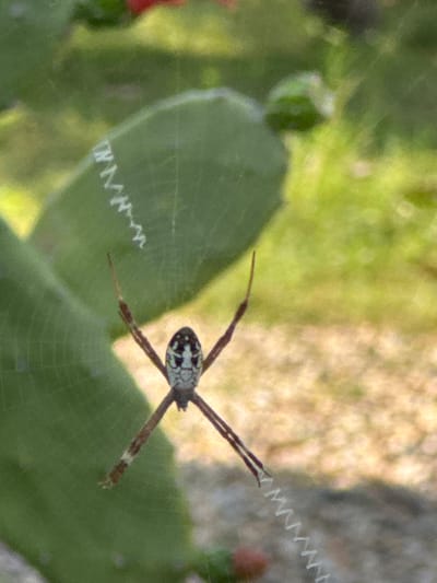 An outdoor close-up shot captured in San Phra Net, Thailand, depicts a spider suspended within its orb web. The spider, positioned centrally, exhibits a dark body with intricate white and black markings on its cephalothorax and abdomen. Its eight segmented legs are extended in an X-like formation, with four legs pointed upwards and four downwards. The web features prominent, thick zigzagging silk patterns, known as stabilimentum, extending both above and below the spider. To the left and slightly behind the spider, a large, flattened, green cactus pad is visible, appearing somewhat out of focus. The background is blurred, showing soft green vegetation mixed with lighter, yellowish-brown areas, indicative of natural outdoor light. A small, reddish object, possibly a plant bud, is indistinctly visible in the lower right background. The spider remains stationary in its web.