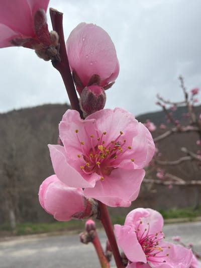 The image shows a close-up of a branch with pink flowers and buds. The flowers have prominent yellow stamens. Some water droplets are visible on the petals. The background is blurry, showing trees and a cloudy sky. The location is Davidkovo, Bulgaria.