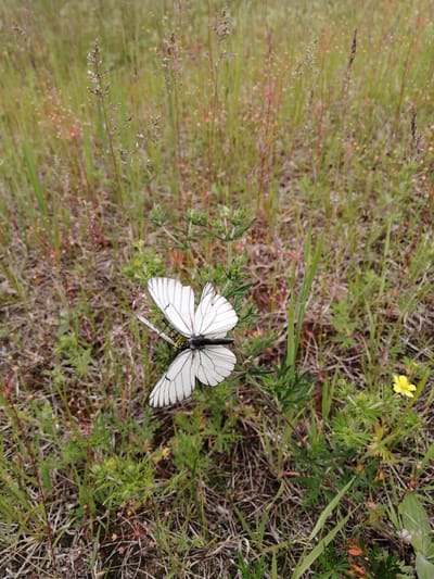 This image was taken in Emelyanovo, Russia, specifically near the airport. The photograph features two white butterflies with black veining resting on a green plant in a grassy, outdoor environment. The background consists of dry grass and sparse vegetation, suggesting a somewhat arid or natural landscape. A small yellow flower is visible to the right of the butterflies. The focus is on the butterflies and the plant they are on, with the surrounding area softly blurred.