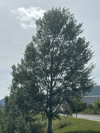 The image depicts an outdoor scene in Valle de Elorz / Elortzibar, Spain, under a partially cloudy, overcast sky. A large, deciduous tree with a dense canopy of dark green leaves occupies the central foreground, its light-colored trunk visible at the base. Light reflects off numerous leaves, creating small bright spots. To the left and slightly behind the main tree, additional smaller trees and dense shrubbery are present.

In the mid-ground, a paved road, likely asphalt, curves from the right side towards the distant left. A verge of mown green grass with scattered yellow flowers and patches of wilder vegetation lines the road. A utility pole or street light is positioned near the right side of the road. In the background, a large, light-colored industrial or commercial building with a flat roof is visible behind the road. A distant mountain range or large hill appears on the far left, partially obscured by cloud cover. On a distant hilltop towards the upper right, a single wind turbine is faintly discernible. The overall lighting is diffuse, characteristic of an overcast day. No individuals or animals are present in the scene.