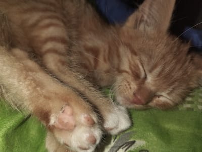 A close-up, eye-level shot captures an orange tabby kitten sleeping soundly on a green patterned fabric. The kitten's eyes are closed, and its face is tilted slightly to the right. Its paws, with visible toe beans, rest gently on the fabric. The background consists of a dark blue surface. The image appears to be taken indoors. The location is not specified in the image or the prompt.