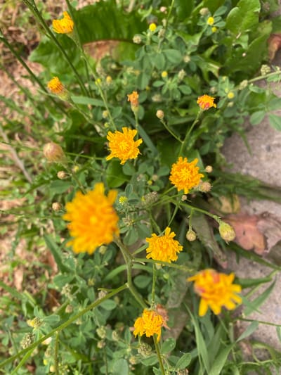 A close-up, overhead shot captures a cluster of small, bright yellow wildflowers growing amidst green foliage and some brown debris, possibly on the ground or a path, in Sainte-Anne-de-Bellevue, Canada. Several of the flowers are in full bloom, revealing delicate, fringed petals. Others are still in bud or partially opened, showing hints of red at their tips. The background consists of blurred green leaves, stems, and a light gray concrete-like surface, suggesting an outdoor urban or park setting. The overall impression is of a natural, yet somewhat unkempt, botanical scene.
