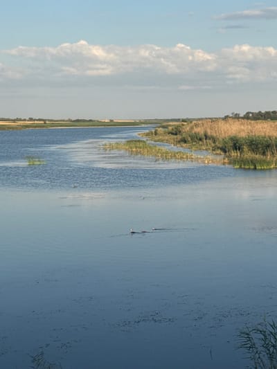 The image depicts a wide, calm body of water, possibly a river or lake, under a bright, partly cloudy sky. The water reflects the sky and the surrounding landscape, creating a serene atmosphere. On the left bank of the water, there is a lush green bank with reeds and tall grasses. Further in the distance, the landscape appears to be agricultural fields, stretching towards a tree line. On the right side of the water, a dense patch of tall, golden-brown reeds dominates the bank, suggesting a marshy or wetland area. The water itself is inhabited by several birds. In the middle of the frame, a few birds are scattered across the water, appearing to be swimming or floating. Closer to the bottom right, a bird with white plumage and a dark head is swimming. The overall impression is a natural landscape with water, vegetation, and wildlife, possibly taken during daytime with good lighting conditions. The location in Leninka, Russia, suggests a rural or natural setting within or near the city.
