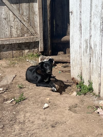 A black dog is chained to a post in a dirt yard in front of a wooden structure. The dog is lying down and looking towards the camera. The yard is littered with debris, including a broken light bulb and a plastic bottle. The wooden structure appears to be a shed or barn, with weathered planks and a rough-hewn door. The scene is illuminated by bright sunlight, casting harsh shadows. The location is identified as Laprakasy, Russia.