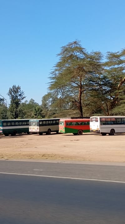 The image captures an outdoor scene featuring a line of five buses parked on a dirt lot, adjacent to a paved road, under a clear blue sky. Large trees with sparse, feathery foliage are prominent in the background and behind the buses.
From left to right, the buses are:
1. **Far left bus**: Partially visible, appearing green and white.
2. **Second bus from left**: A light blue or grey bus with white accents, seen from its rear-left side. A license plate is visible, along with the letters "PSV" (Public Service Vehicle) displayed below the rear window. There are also some indistinguishable white characters or a logo above the rear window.
3. **Middle bus**: A distinctive red and green bus, viewed from its rear-right side. It features a two-tone paint scheme and appears to be a slightly smaller model than its neighbors. A luggage rack is visible on its roof.
4. **Second bus from right**: A white bus, similar in style to the second bus, seen from its rear-right side. It also displays "PSV" below its rear window and has a visible license plate.
5. **Far right bus**: Partially visible, also white.
The ground where the buses are parked is a light brown, dusty or gravelly surface. In the immediate foreground, a dark grey paved road with a white edge line is visible.
The sky is a vibrant, clear blue, indicating sunny weather. Several large, mature trees with tall trunks and spreading crowns are scattered throughout the scene. One particularly large tree stands directly behind the red and green bus. In the distance, more dense green foliage suggests further vegetation. The presence of shadows indicates bright daylight, possibly mid-morning or early afternoon.
The overall setting suggests a bus terminal, parking area, or a stop along a route, likely in a rural or semi-urban environment.
