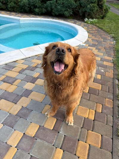 A golden retriever dog stands on a multi-colored paved patio next to a blue swimming pool. The dog is facing forward with its mouth open and tongue hanging out. Lush green bushes are visible behind the pool, and grass is to the right of the patio. The scene appears to be a backyard in Novoselivka, Ukraine.