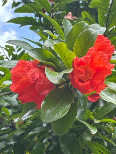 In Düyərli, Azerbaijan, a close-up shot captures a cluster of vibrant red pomegranate flowers amidst lush green foliage. The flowers, with their crinkled petals, are the focal point, positioned in the foreground and slightly off-center. Surrounding them, numerous dark green leaves create a dense backdrop, with some leaves showing a lighter, almost silvery sheen. In the upper left corner, a sliver of bright blue sky with wispy white clouds is visible through the leaves, suggesting an outdoor setting. The lighting indicates it is daytime, with sunlight illuminating the textures of the petals and leaves. No people or specific structures are visible, focusing solely on the natural beauty of the pomegranate blossoms.