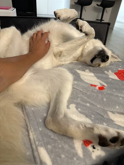 A white dog is lying on its back on a gray blanket with a pattern of white animals and red accents. The dog's legs are splayed out, and its mouth is open with its teeth showing. A person's hand is visible, gently touching the dog's belly. The dog appears relaxed and possibly asleep, with its eyes closed. The background is blurred but suggests an indoor setting with furniture, including what look like two black chairs or stools. The overall mood is one of comfort and affection between the dog and the person. There is no visible text in the image.
