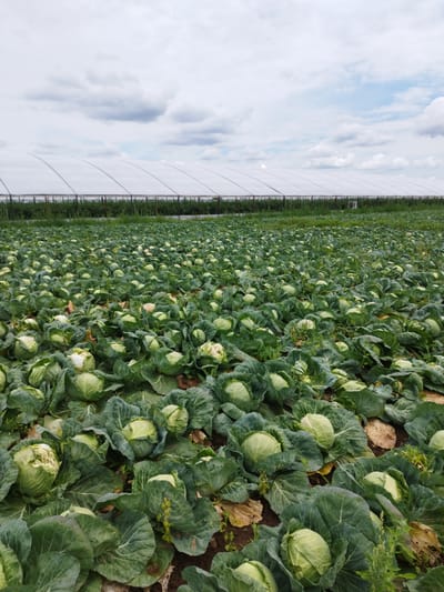 The image depicts an expansive cabbage field under a cloudy sky. In the background, several large, white, hoop-style greenhouses are visible, stretching horizontally across the horizon. These greenhouses appear to house agricultural activity. The foreground is dominated by rows of mature cabbages, their large green leaves filling the frame. The cabbages are in various stages of development, with some appearing more tightly formed than others. The soil is visible between the plants, with some dry, brown leaves scattered amongst the cabbages. The scene is consistent with agricultural land in or around Băleni-Români, Romania, given the presence of greenhouses which are common in modern farming practices. No people are visible in the image.