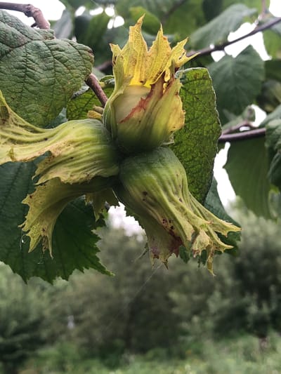 The image shows a close-up of green hazelnuts on a tree branch. The hazelnuts are enclosed in leafy husks, some of which are beginning to turn yellow and brown. The foreground is dominated by the hazelnuts and surrounding leaves, while the background is a blurred expanse of green foliage, suggesting an outdoor, natural setting. There are no people visible in the image. The image does not contain any information that would allow for the determination of its location in Yasab, Azerbaijan.