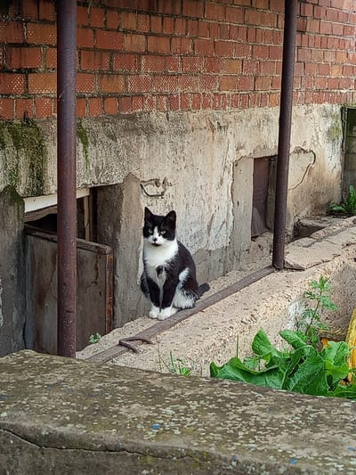 A black and white cat is sitting on a concrete ledge in front of a dilapidated brick building. The building has weathered concrete walls and an exposed brick facade. There is a rusty metal pole standing vertically in front of the building. Green vegetation is growing around the base of the building and on the ledge. The scene appears to be in an outdoor urban environment, possibly a courtyard or alley. The location is identified as Gdov, Russia.