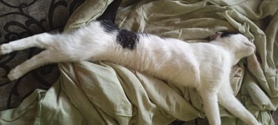 A black and white cat is sleeping on a wrinkled green fabric. The cat is lying on its side with its legs extended. Its head is turned to the right, and its eyes are closed. The cat has black patches on its back and head. The fabric appears to be a blanket or a sheet. The background is a brown patterned sofa. The image is taken from a top-down perspective. The scene is indoors and appears to be a domestic setting. There is no information about the location in the city of Kudymkar, Russia.