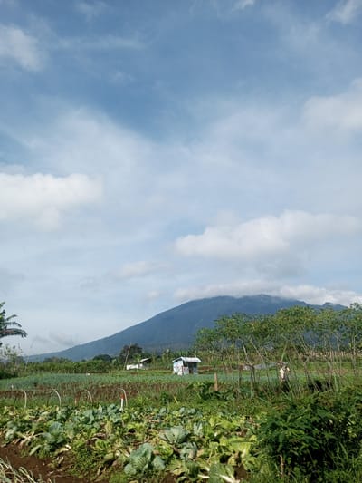 The image depicts a rural scene in Ein Chay Hnit Se, Myanmar. In the foreground is a field cultivated with cabbage and other leafy green vegetables. In the midground, other crops grow, and a small, roughly built shelter stands near the center. A person is visible walking amongst the crops. In the background, a mountain rises, its peak partially obscured by clouds. The sky is light blue with scattered white clouds. The overall environment suggests an agricultural setting.