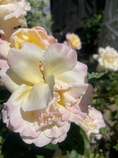 The image is a close-up, slightly angled shot of a light pink and yellow rose bloom, with several other rose blooms blurred in the background. The primary rose is in sharp focus, showcasing its delicate petals with subtle shading. The scene appears to be an outdoor garden, with soft sunlight illuminating the flowers and casting shadows. The background consists of dark foliage and other out-of-focus flowers, suggesting a natural, possibly wild setting. There are no people or discernible man-made structures in the immediate foreground, though a blurred object that could be a fence or trellis is visible in the upper right corner. The overall impression is one of natural beauty and serenity.