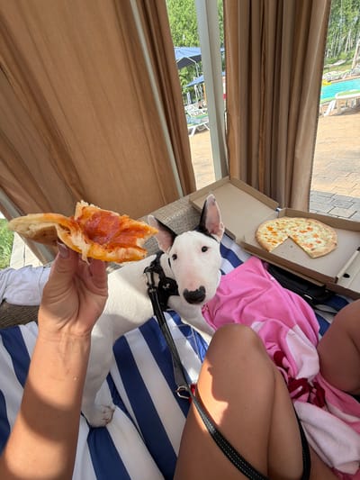 A white bull terrier is lying on a striped blue and white surface, looking up at a person holding a slice of pizza. The dog is wearing a black collar and leash. In the background, a pizza box with one slice missing sits on the surface next to a pink and white striped towel and a person's legs. Brown curtains are on the left side of the frame, and a swimming pool and patio area are visible through them. The scene appears to be outdoors on a sunny day, possibly at a resort or private residence with a pool. The focus is on the dog and the pizza, suggesting a moment of shared enjoyment or anticipation.