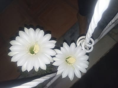 This media file displays two large, white cactus flowers in bloom. The flowers are the primary subjects, with their delicate petals and yellow centers being clearly visible. They are set against a dark, textured background that appears to be a tiled surface, possibly a floor or wall. To the right of the flowers, a thick white rope is coiled and draped, with a portion of a person's arm visible wearing dark clothing. The lighting suggests it is nighttime or a very dimly lit indoor space, with the flowers illuminated by an external light source, creating shadows. The overall impression is one of quiet beauty, highlighting the ephemeral bloom of the cactus flowers. There is no visible text in the image. The location context is Chust, Uzbekistan.
