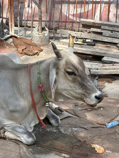 A light-colored cow lies on a brown cloth covering in an outdoor setting, potentially a street in Mathura, India. The cow is adorned with a green beaded collar and a red rope around its neck. It appears to be resting beside a partially disassembled structure of metal and concrete, perhaps scaffolding or debris from a construction site. A small, clear plastic bag and a piece of organic material (likely a leaf or food scrap) are visible near the cow on the cloth. The lighting indicates it is daytime.