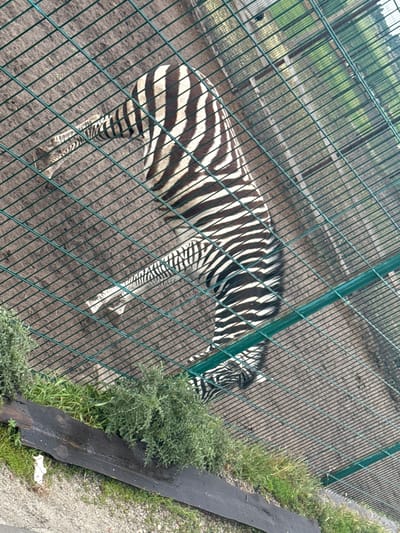 The image shows a zebra in an enclosure with a wire fence. The zebra is black and white with distinct stripes. It appears to be walking or standing on sandy ground with some green vegetation and a piece of dark wood in the foreground. The enclosure is likely outdoors. There are no people visible in the image. The location of Zaliznychne, Ukraine is not discernable from the image itself, as there are no identifying landmarks or signs.