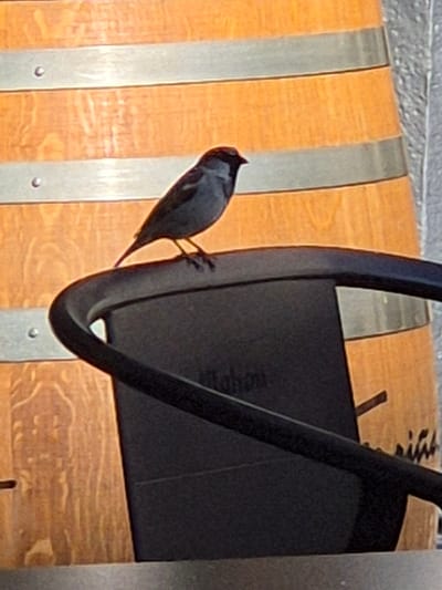 The image displays an outdoor scene in Piedrahíta, Spain. A male House Sparrow, identifiable by its grey crown, chestnut nape, and black bib, is perched on the curved, black plastic backrest of a chair, facing right. The word "Mahou" is faintly visible on the chair's backrest. Behind the chair, a large wooden barrel with horizontal metal bands secures its light-brown staves. The text "Piedrahíta" is partially discernible on the barrel. The scene is illuminated by daylight.