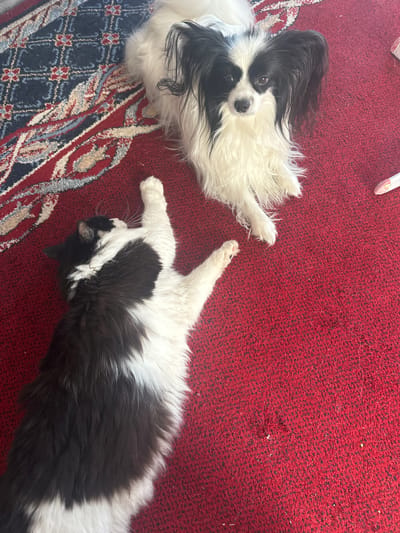 A high-angle medium shot captures a black and white dog and a black and white cat lying on a red carpet. The dog, a Japanese Chin, is on the left, facing the camera. Its white fur is long and fluffy, especially around its face and ears, which are black. Its eyes are dark and curious. The dog has black markings on its head and ears. It is lying on its side with its front paws extended.

To the right of the dog, a long-haired cat with black and white fur is lying on its back. Its face is black with white markings around its nose and mouth, and its eyes are partially closed. Its white chest and belly contrast with its black back. The cat's paws are visible, with white fur.

The red carpet has a subtle flecked texture and some visible dust or debris. In the upper left corner, parts of a white object with pink accents are visible, possibly a toy. The background shows a portion of a patterned rug with blue, red, and white designs underneath the red carpet. The lighting suggests it is daytime, and the overall scene conveys a relaxed and peaceful atmosphere as the two pets rest. The location context is Борисово, Russia. There is no visible text in the image.