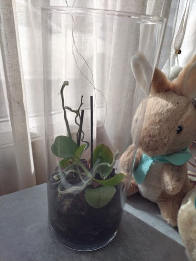 A close-up, eye-level, indoor shot shows a glass terrarium containing a small orchid plant. The orchid has several green leaves and exposed, greyish roots. The terrarium is filled with dark, chunky potting mix. A thin, black plant stake is visible inside the terrarium. To the right of the terrarium is a plush toy rabbit with light brown fur and large, white-lined ears. The rabbit is wearing a teal ribbon around its neck. Behind the terrarium and rabbit, a sheer, off-white curtain is partially visible, diffusing the sunlight. The scene appears to be set on a grey, textured surface. The image does not contain any information that would allow for the identification of its location in Darlington, United Kingdom, or any specific actions or interactions.