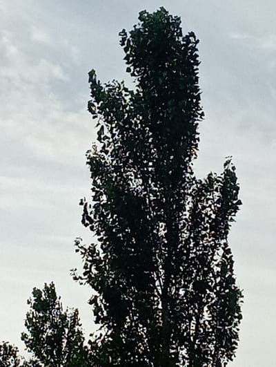 The image is a close-up, low-angle shot of the upper portion of a dark green leafy tree against a cloudy sky. The tree has a tall, dense canopy with some branches extending outwards. The sky is overcast with light gray clouds. There are no people, structures, or other objects visible in the frame. The scene is likely outdoors.