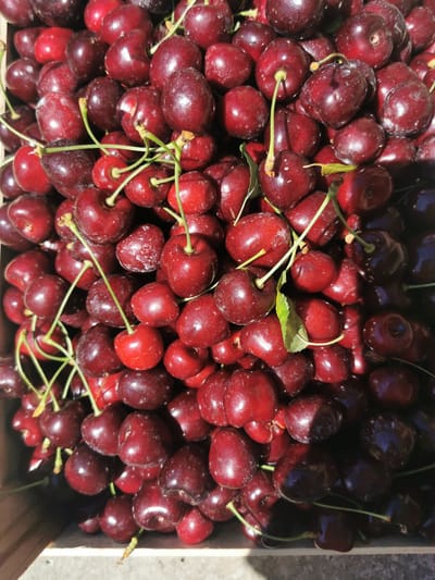 The image shows a close-up, overhead view of a wooden crate filled with fresh, dark red cherries. The cherries are tightly packed, with some stems still attached and green leaves interspersed among them. The lighting suggests it is daytime, casting shadows and highlighting the glossy texture of the fruit. The background is slightly blurred, focusing attention on the abundance of cherries. The scene appears to be outdoors. There is no indication of Pociumbeni, Moldova, in the image itself.