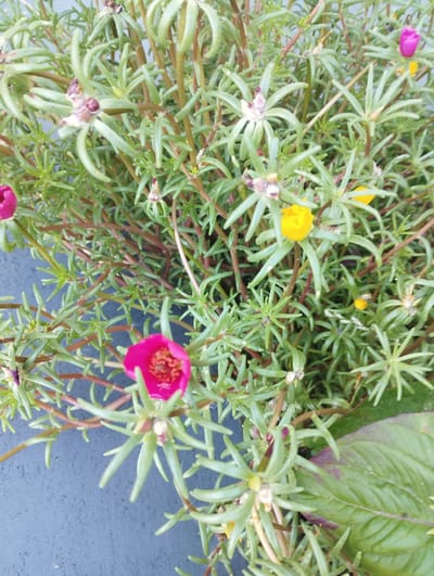 This is a close-up, eye-level, outdoor, daylight shot of a dense plant with small, succulent, needle-like leaves and thin, reddish-brown stems. The plant is in full bloom, displaying several vibrant flowers. There are at least three bright pink, open-faced flowers with yellow centers. Additionally, there are a few closed buds of pink and purple. A single yellow flower is visible, and there are also some smaller, yellow buds. The plant appears to be growing in a container, as suggested by a dark, textured surface that fills the bottom left portion of the frame, possibly a pot or planter. The background is softly blurred, showing more of the green foliage and stems. The overall impression is one of a healthy, well-established flowering plant in a natural setting. No people are visible in the image. The weather appears to be fair, suitable for outdoor plant growth. No text is visible.