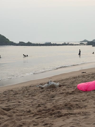 This image depicts a sandy beach and ocean scene in Gokarna, India, under a diffused, light-grey sky. In the immediate foreground, a light-colored dog lies supine on the dry sand, its paws curled towards its belly. A bright pink inflatable object is partially visible on the sand to the right of the dog. The midground features the ocean, with gentle waves breaking at the shore. Five human figures are present in the water: two on the left, with one appearing to assist or interact with the other; one standing waist-deep nearer the center; and two further out to the right, partially submerged. The background consists of dark, jagged rocky outcrops extending into the sea, originating from a vegetated headland on the far left. A small, light-colored boat is visible in the distant water, positioned behind one of the rocky formations, with indistinct figures possibly present on a distant rock.