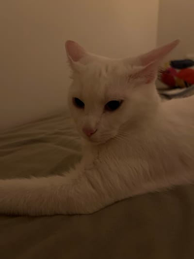 An adult, white cat with dark eyes and a pink nose is lying on a textured, pale green surface. The cat's body is angled towards the left side of the frame, with its front left leg extended forward. Its head is turned to face the camera, and its ears are alert. The background is a plain, light beige wall. To the right of the cat, a blurred object with colorful elements, possibly a blanket or cushion, is visible. The lighting is dim, casting soft shadows. This scene is indoors, likely in a residential setting.