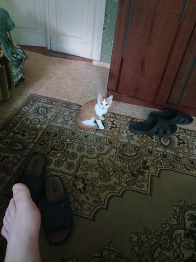 An indoor scene in Mishkovo-Pohorilove, Ukraine, features a small, ginger and white kitten sitting on a patterned rug. The kitten is alert, with wide blue eyes and pointed ears. Nearby, a pair of black slip-on shoes are visible on the rug, as well as a human foot, suggesting the presence of a person in the room. The environment appears to be a domestic setting, with a wooden cabinet to the right and a closed door in the background. The floor is covered with a light-colored linoleum. The lighting is moderate, casting soft shadows.