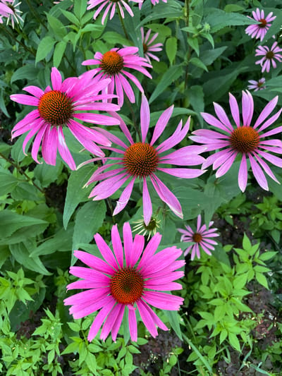 The image displays a close-up, overhead view of several vibrant pink coneflowers in bloom, set against a backdrop of lush green foliage. The flowers are the primary subjects, with their distinctive daisy-like appearance, featuring prominent cone-shaped centers that are a rich brown-orange hue. The petals, or ray florets, are a bright pink, radiating outwards from the center. Some of these petals show slight wilting or bending, indicating they are in their full bloom or slightly past. The background consists of various green leaves, some of which are larger and darker, likely belonging to the coneflower plants themselves, while smaller, lighter green leaves suggest other vegetation or ground cover. The lighting appears natural, casting soft shadows and highlighting the textures of the petals and leaves. There are no people or animals visible in the scene. The image captures a moment in nature, likely in a garden or park setting, focusing on the intricate details and vivid colors of the coneflowers. The specific location in Verkhneye Kazachye, Russia, is not visually indicated within the image itself.