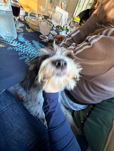 A person is sitting on a cushioned surface with a dog on their lap. The person is wearing a brown sweater with white stripes and blue jeans with a dark blue long-sleeved shirt underneath. The dog has a white and grey coat and is facing the camera. A second person is visible in the background. A table is on the left side of the image with glassware and a blue patterned tablecloth. The location is La Lucila, Argentina.