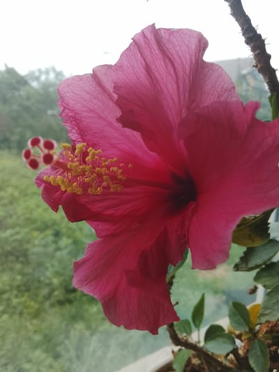 The image shows a close-up, vertical shot of a vibrant pink hibiscus flower. The flower is in bloom and its petals are large and ruffled, with visible veins running through them. The stamens and pistil, tipped with yellow pollen, are prominent in the center of the flower. To the left, a blurred out-of-focus hibiscus bud with red tips is visible. The background is a soft, green blur of foliage, suggesting an outdoor setting or a plant near a window. The stem of the plant is visible in the upper right corner, with a few small green leaves. The overall impression is one of natural beauty and close-up detail of the flower's delicate structure. The image does not contain any recognizable landmarks or features that would indicate a specific location within the city of Medyn, Russia.