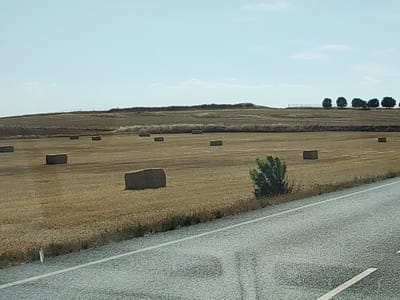 The image depicts a rural landscape in Carrascal de Barregas, Spain, characterized by a vast, golden-hued field of harvested crops. Rectangular bales of hay are scattered across the field, some in the foreground and others further back. A solitary green bush stands to the right of the frame, contrasting with the dry vegetation. In the distance, a gentle slope rises, topped by a line of trees and a fence. The sky above is a pale blue with a few wispy clouds. A paved road with white lines runs diagonally across the lower right portion of the image, indicating its proximity to a thoroughfare. The overall scene suggests a post-harvest agricultural setting under a clear sky.