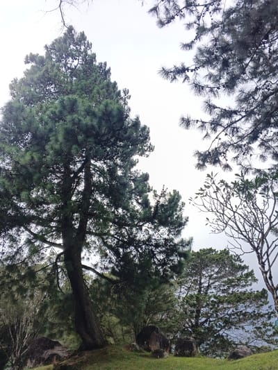 A towering pine tree dominates the left side, its trunk slightly angled and its green foliage reaching towards the sky. Other trees with varied foliage surround it, including one with bare branches, creating a diverse skyline. Rocks are scattered at the base of the trees, adding texture to the foreground. The sky is overcast, providing a soft, diffused light across the scene.