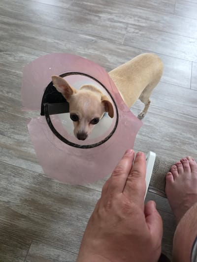 A chihuahua dog wearing a pink cone is standing on a grey wood-patterned floor. A person's hand and bare feet are in the foreground. The dog is looking at the camera with large, dark eyes. The cone is slightly damaged, with a tear on the left side. The floor is well-lit and appears to be in a residential setting.