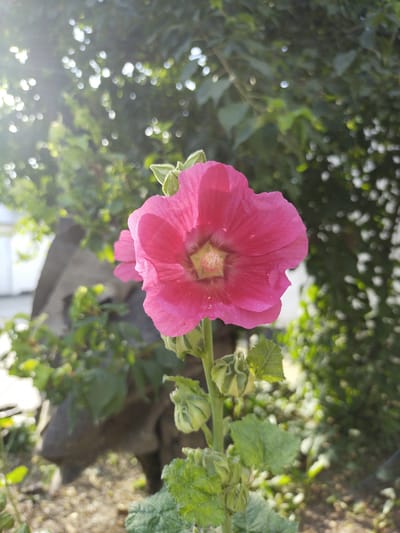 A close-up, vertical shot features a vibrant pink hollyhock flower in the foreground, its petals unfurling towards the camera. The flower's center is a lighter yellow-green, with visible stamens. Behind the main bloom, a second, slightly out-of-focus pink hollyhock is visible. The stem and several green buds with fuzzy exteriors are also present. The background consists of lush green foliage with a bokeh effect, suggesting dappled sunlight filtering through the leaves. In the far background, a blurred, large, dark, and somewhat amorphous object, possibly a statue or rock formation, is visible. The ground is covered in small pebbles or gravel. The overall impression is of a garden scene in bright daylight, likely in a temperate climate. The location is Ikkiaul, Uzbekistan.