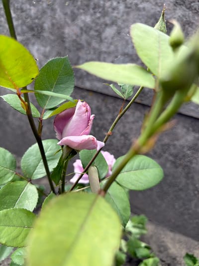 This media file is a close-up, slightly tilted photograph of a pink rosebud, partially obscured by its own green leaves and stems. The rose is the primary subject, with its delicate petals unfurling. Several green leaves, some in sharp focus and others blurred, surround the rose, creating a natural, garden-like setting. The background is a textured, dark gray surface, possibly concrete or stone, with a faint pattern of light and shadow suggesting an outdoor environment. Some thin, wispy strands, possibly spiderwebs or fine debris, are visible across the image, adding a touch of natural imperfection. The lighting appears to be natural daylight, casting subtle shadows and highlighting the texture of the leaves and petals. There is no text visible in the image. The overall mood is serene and natural, focusing on the delicate beauty of the rose. The location context of Velyki Osniaky, Ukraine, suggests a possible domestic garden or park setting.