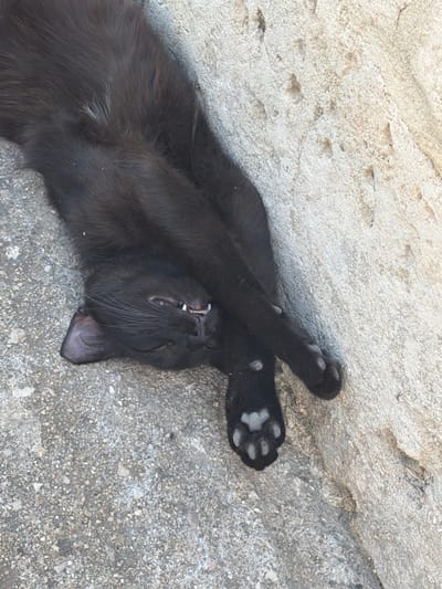 A black cat is lying on its back on a textured gray surface, possibly concrete or stone, with a lighter colored, rough textured surface in the upper left corner. The cat is in a relaxed pose, with its paws extended upwards and crossed. Its eyes are closed, and its mouth is slightly open, revealing small teeth and its tongue. The cat's fur appears dark and sleek. The lighting suggests it is daytime, possibly sunny, given the bright illumination on the surfaces. The overall impression is of a peaceful, comfortable animal enjoying a moment of rest outdoors. There is no visible text in the image.